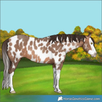 Horse Color:Sable Champagne Splash Near Leopard