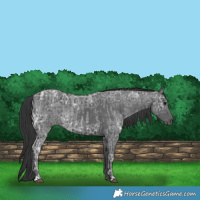 Horse Color:Blue Ice Roan  and Black Ice 