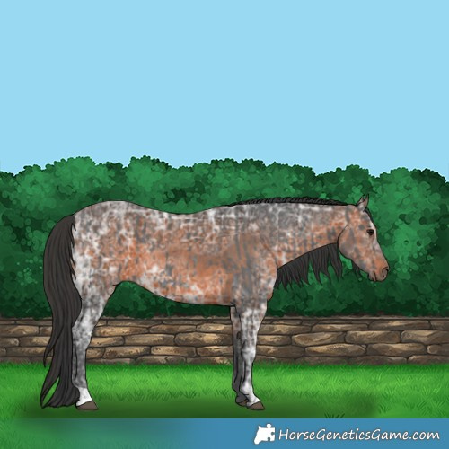 Horse Color:Black Ice  and Brown Ice 