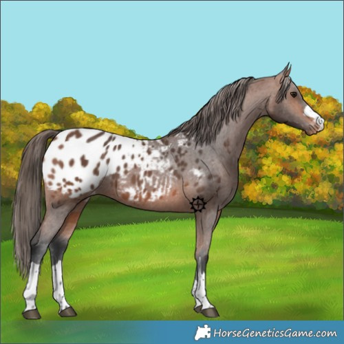Horse Color:Bay Appaloosa 