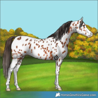 Horse Color:Bay Sabino Appaloosa