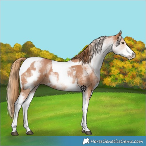 Horse Color:White Spotted Chestnut Tobiano 
