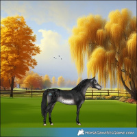 Horse Color:Gray Void Platinum Brown Appaloosa 