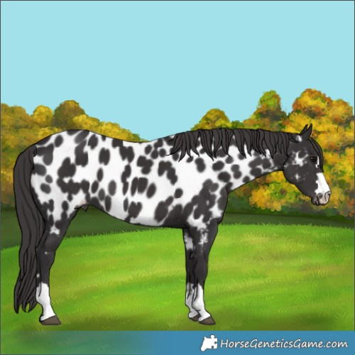 Horse Color:Smoky Black Appaloosa