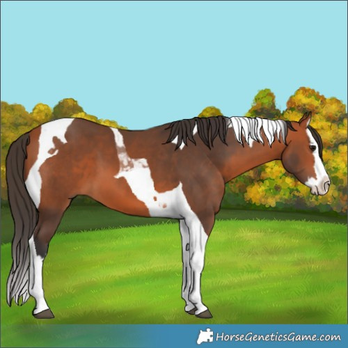 Horse Color:Bay Splash Tobiano