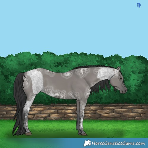 Horse Color:Blue Ice Roan  and Grullo Ice 
