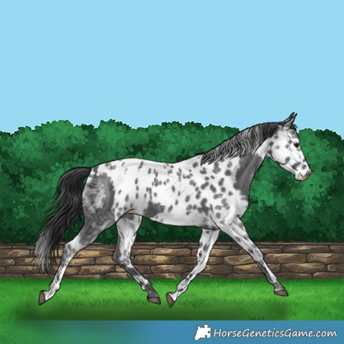 Horse Color:Black Ice  and Black Ice Appaloosa 