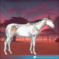 Horse Color:Bay Splash Tobiano