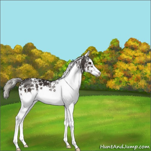 Horse Color:White Spotted Liver Chestnut Mushroom 