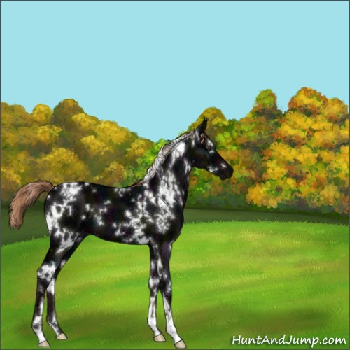 Horse Color:White Spotted Midnight Liver Chestnut Ice 