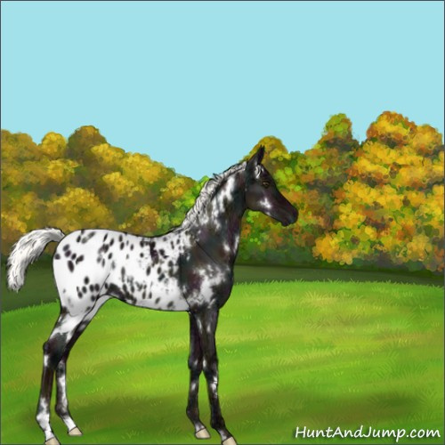 Horse Color:White Spotted Midnight Liver Red Dun Ice Mushroom Appaloosa 