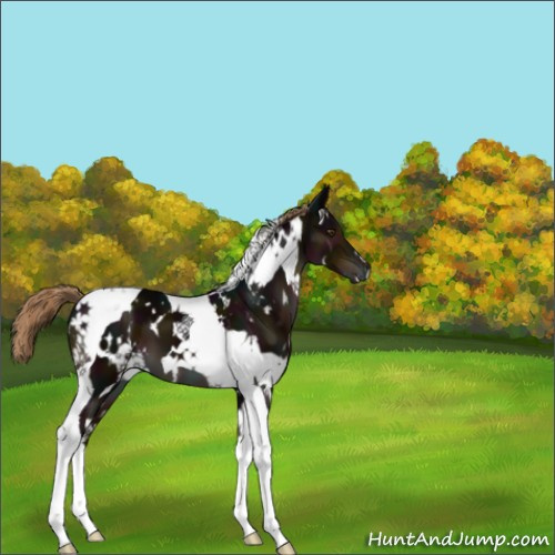 Horse Color:White Spotted Midnight Liver Chestnut Tobiano 