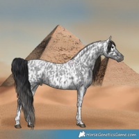 Horse Color:Blue Ice Roan and Blue Ice Roan Near Leopard