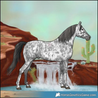 Horse Color:Blue Ice Roan  and Blue Ice Roan Appaloosa 