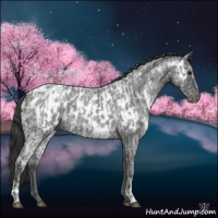 Horse Color:Blue Ice Roan  and Blue Ice Roan Appaloosa 