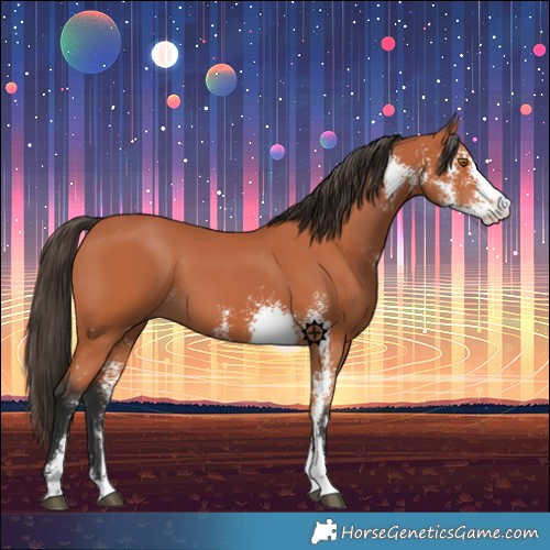 Horse Color:Bay Sabino 