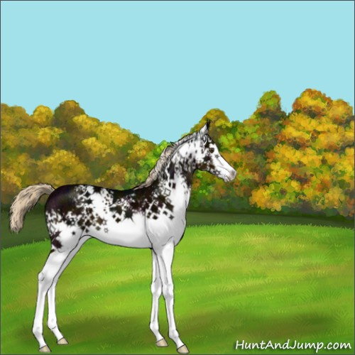 Horse Color:White Spotted Midnight Chocolate Palomino Ice Mushroom 