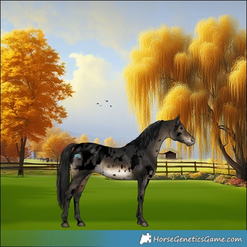 Horse Color:Gray Void White Spotted Brown Dun Appaloosa