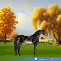 Horse Color:Gray Void White Spotted Brown Dun Blanket 
