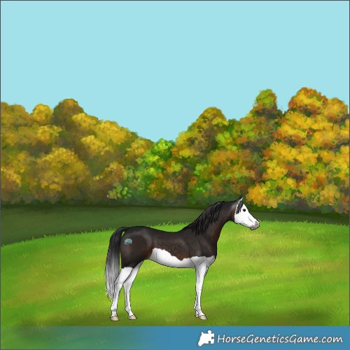 Horse Color:Gray Brown Splash 