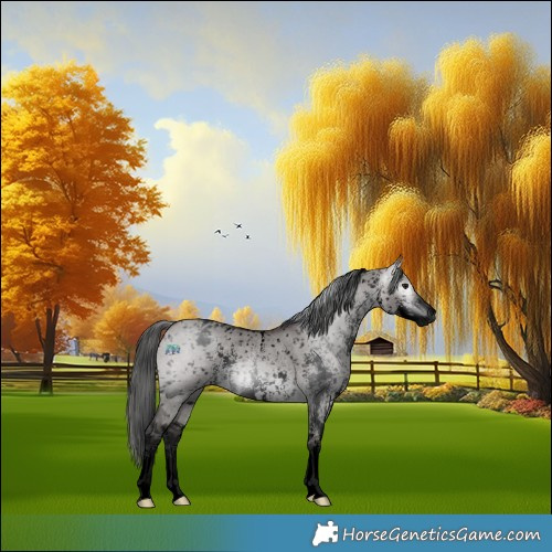 Horse Color:Gray Void Platinum Bay Dun Sabino Appaloosa Rabicano 
