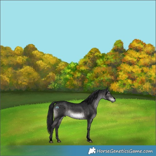 Horse Color:Gray Void Platinum Brown Dun Sabino Appaloosa Rabicano 