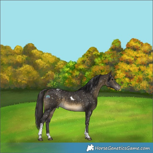 Horse Color:Buckskin Tobiano Appaloosa 