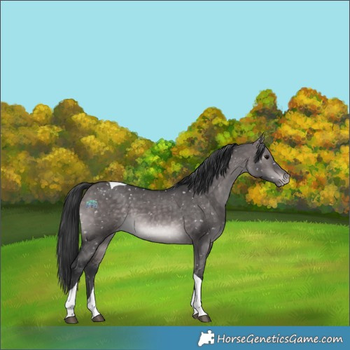 Horse Color:Platinum Brown Dun Tobiano Appaloosa 