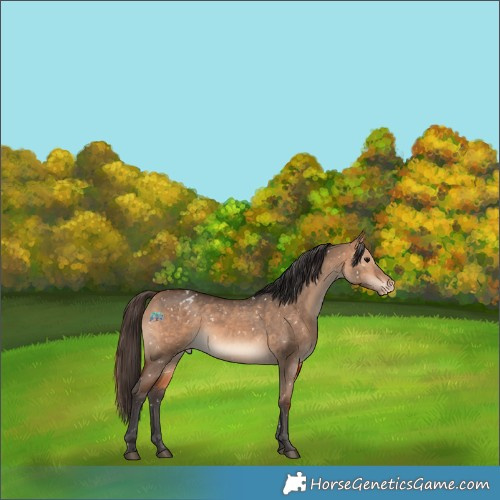 Horse Color:Bay Dun Appaloosa Rabicano 