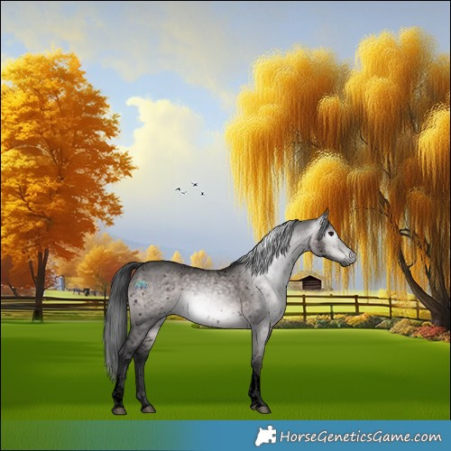 Horse Color:Gray Void Platinum Brown Dun Tobiano Appaloosa