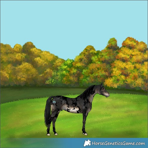 Horse Color:Gray Void White Spotted Brown Dun Appaloosa Rabicano 