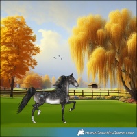 Horse Color:Gray Platinum Brown Snowflake VarnishRabicano 