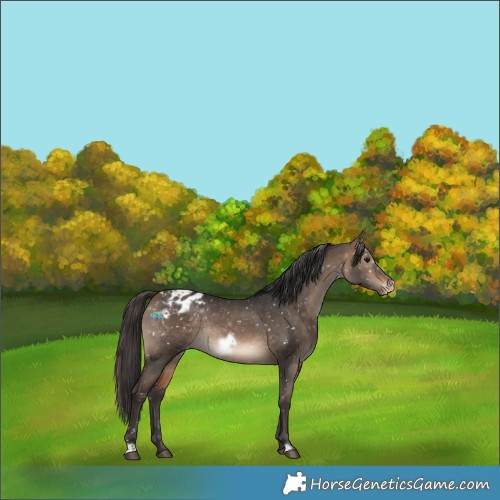 Horse Color:White Spotted Bay Dun Frame Appaloosa Rabicano 