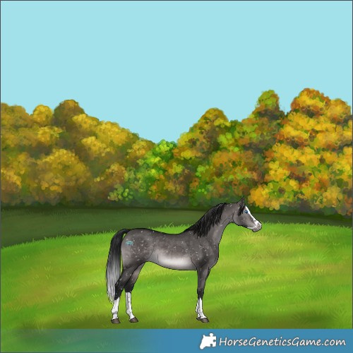 Horse Color:Gray Platinum Brown Dun Splash Appaloosa Rabicano 
