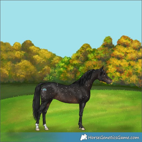 Horse Color:Gray Brown Appaloosa Rabicano 