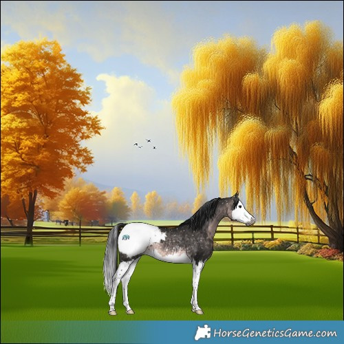 Horse Color:Gray Platinum Buckskin Splash Appaloosa 