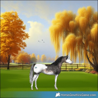 Horse Color:Gray Platinum Buckskin Splash Appaloosa