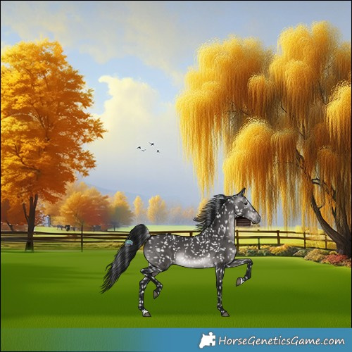 Horse Color:Gray Platinum Brown Dun Appaloosa