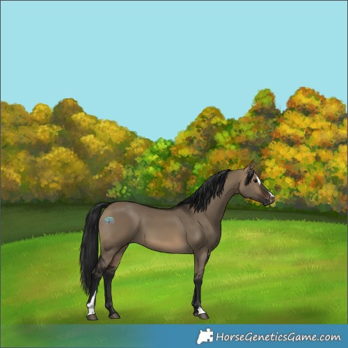 Horse Color:Gray Brown Dun Sabino 