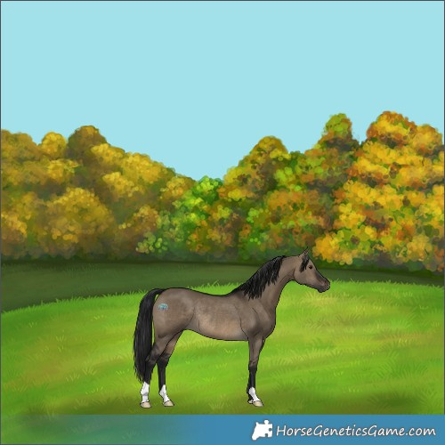 Horse Color:Gray Brown Dun Rabicano 