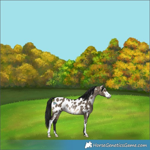 Horse Color:Gray Brown Dun Sabino Appaloosa Rabicano 