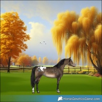 Horse Color:Gray Brown Dun Sabino Blanket Rabicano 