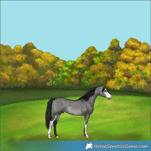 Horse Color:Gray Platinum Brown Dun Sabino 