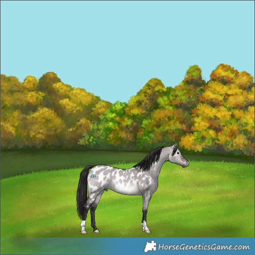 Horse Color:Gray Platinum Bay Dun Appaloosa Rabicano 