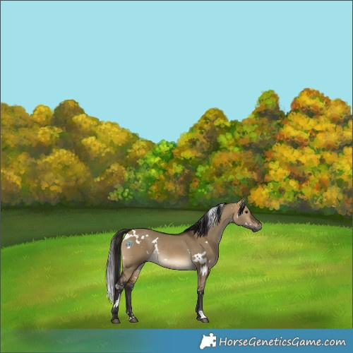 Horse Color:Gray White Spotted Buckskin Dun Rabicano 