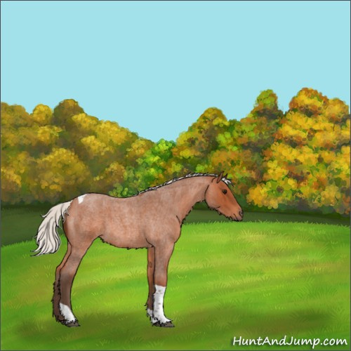 Horse Color:Silver Bay Roan Tobiano 