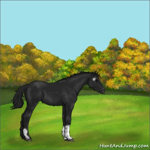 Horse Color:Gray Black Tobiano 