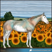 Horse Color:Gold Champagne Splash