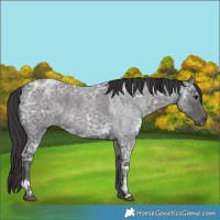 Horse Color:Blue Ice Roan  and Smoky Blue Ice Roan 