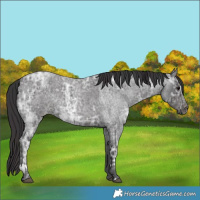 Horse Color:Blue Ice Roan  and Smoky Blue Ice Roan 